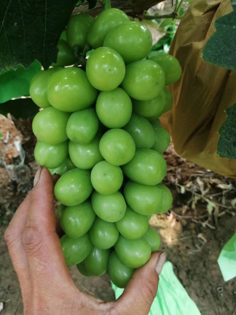 大量库存阳光玫瑰葡萄，颗粒大，有需要的客商，前来品尝