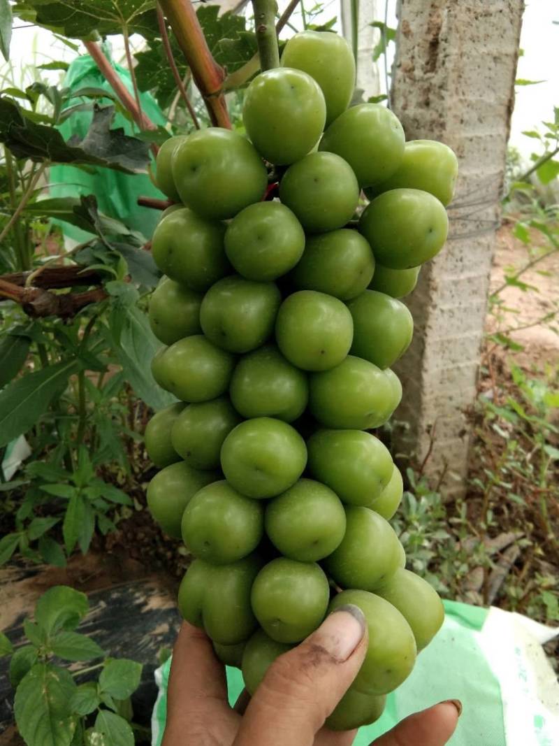 大量库存阳光玫瑰葡萄，颗粒大，有需要的客商，前来品尝