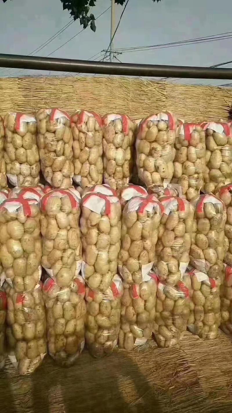 精品土豆，V7，希森，荷兰十五，质量保证商超专供，量大。