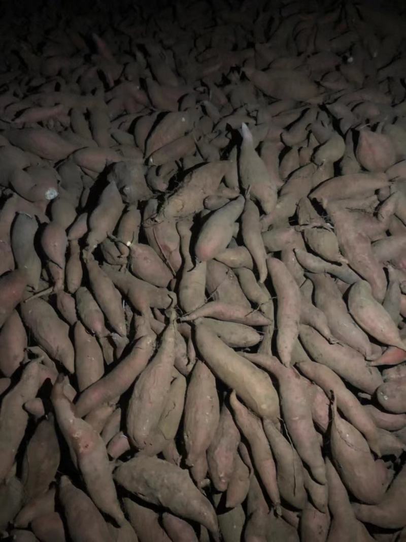 实力】山东优质地瓜，基地直发全国发货，保质保量诚信经营