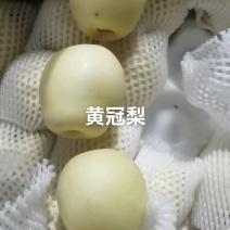 【河北皇冠梨】2026年黄冠梨，继续口感好，价格便宜