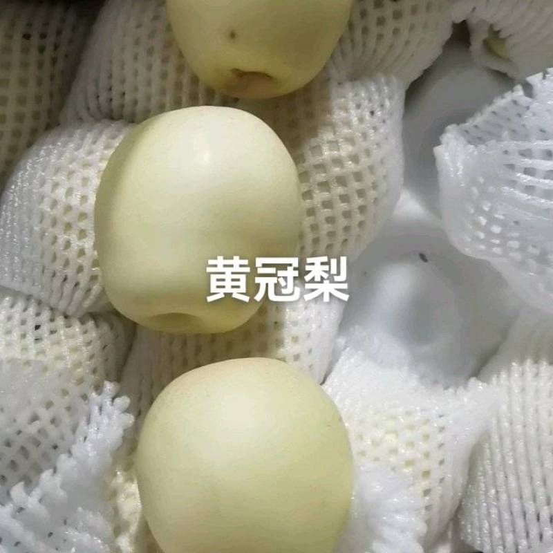【河北皇冠梨】2026年黄冠梨，继续口感好，价格便宜