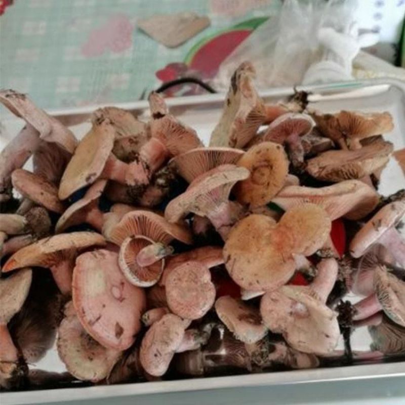 乌纵菇