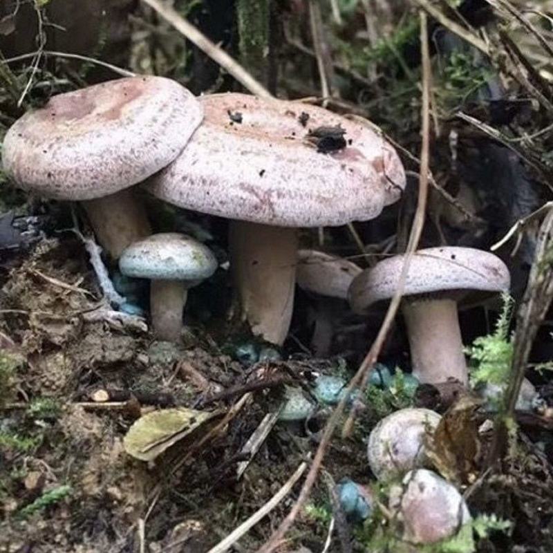 乌纵菇