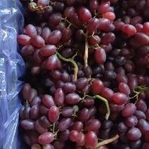 【精品】烟台克伦生葡萄，产地供应，大量上市，价格美丽