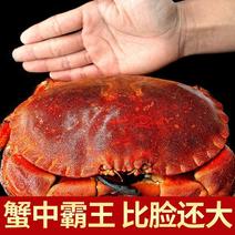 【产地】面包蟹鲜活熟冻包邮超大海鲜螃蟹海蟹黄金蟹包邮