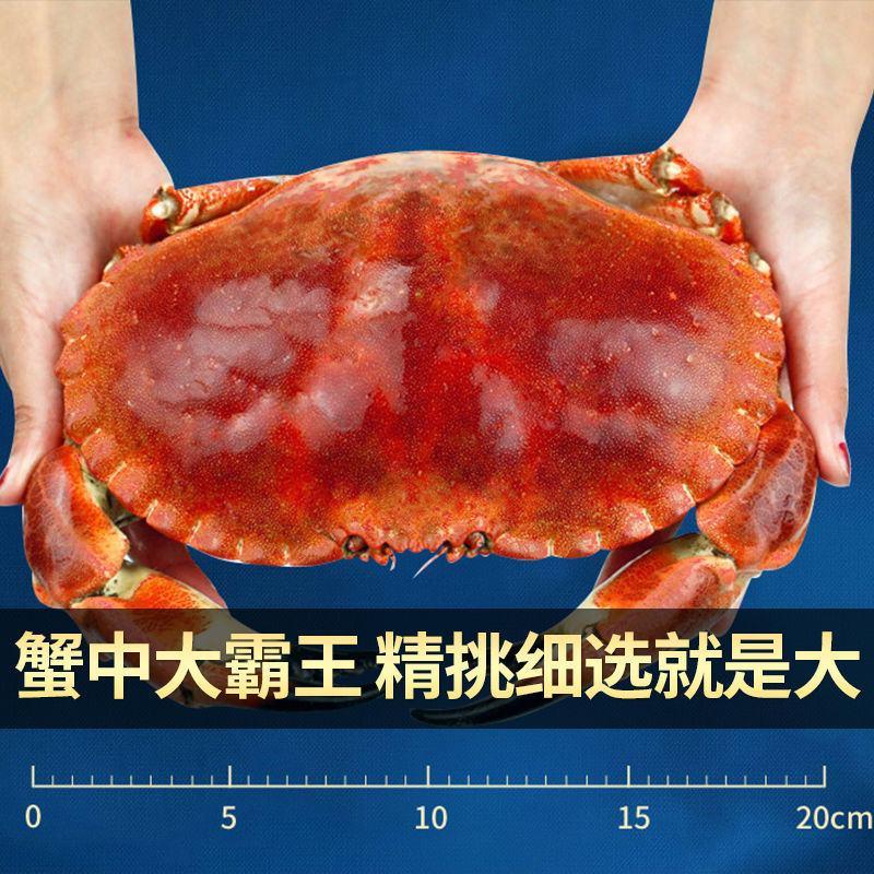 【产地】面包蟹鲜活熟冻包邮超大海鲜螃蟹海蟹黄金蟹包邮