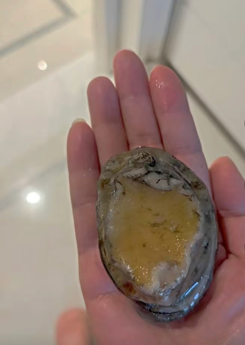 【鲜活速冻】新鲜鲍鱼特大鲍鱼新鲜500g水产贝即