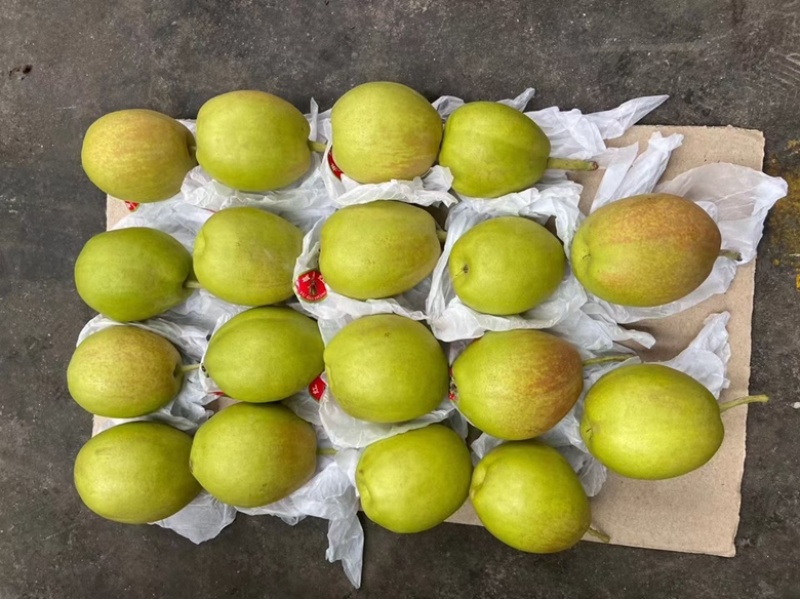 新疆库尔勒香梨🍐一箱10斤全母梨口感酥脆香甜！