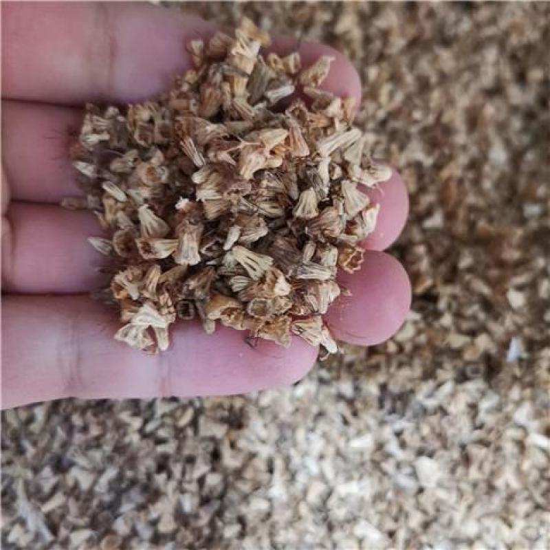 轮锋菊种子观花种籽国产散装四季多年生庭院观叶种孑