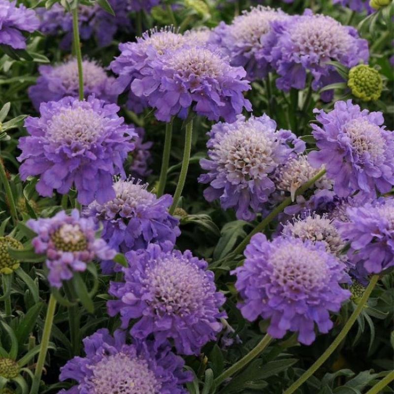 轮锋菊种子观花种籽国产散装四季多年生庭院观叶种孑