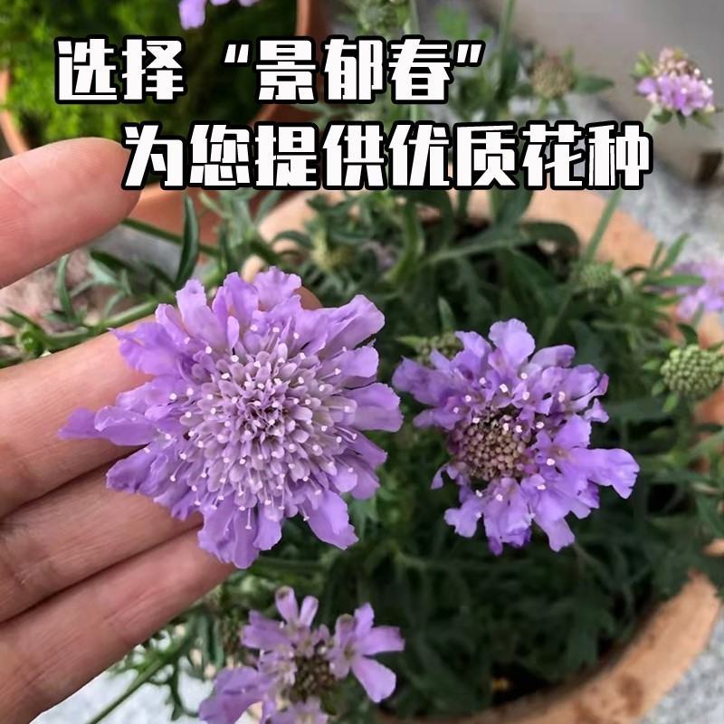 轮锋菊种子观花种籽国产散装四季多年生庭院观叶种孑