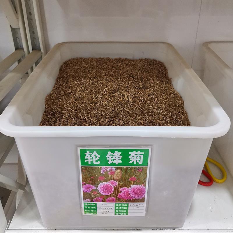 轮锋菊种子观花种籽国产散装四季多年生庭院观叶种孑