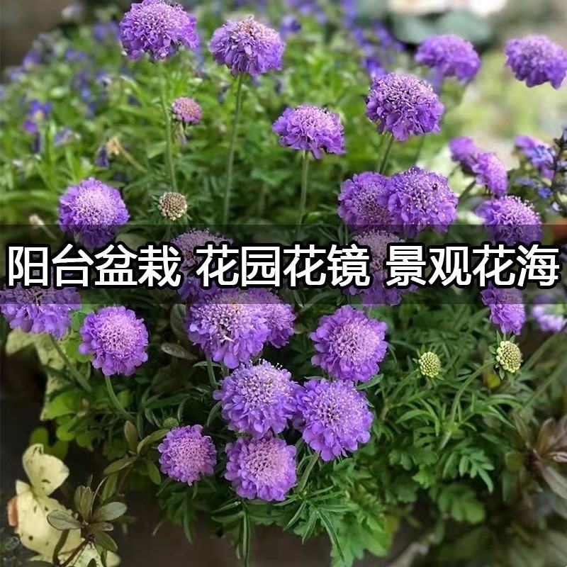轮锋菊种子观花种籽国产散装四季多年生庭院观叶种孑