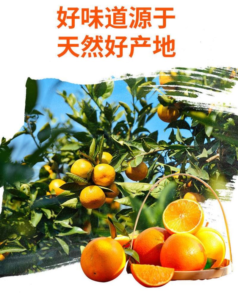 正宗广西武鸣沃柑产地直销【承接电商微商社区团购一件代发】