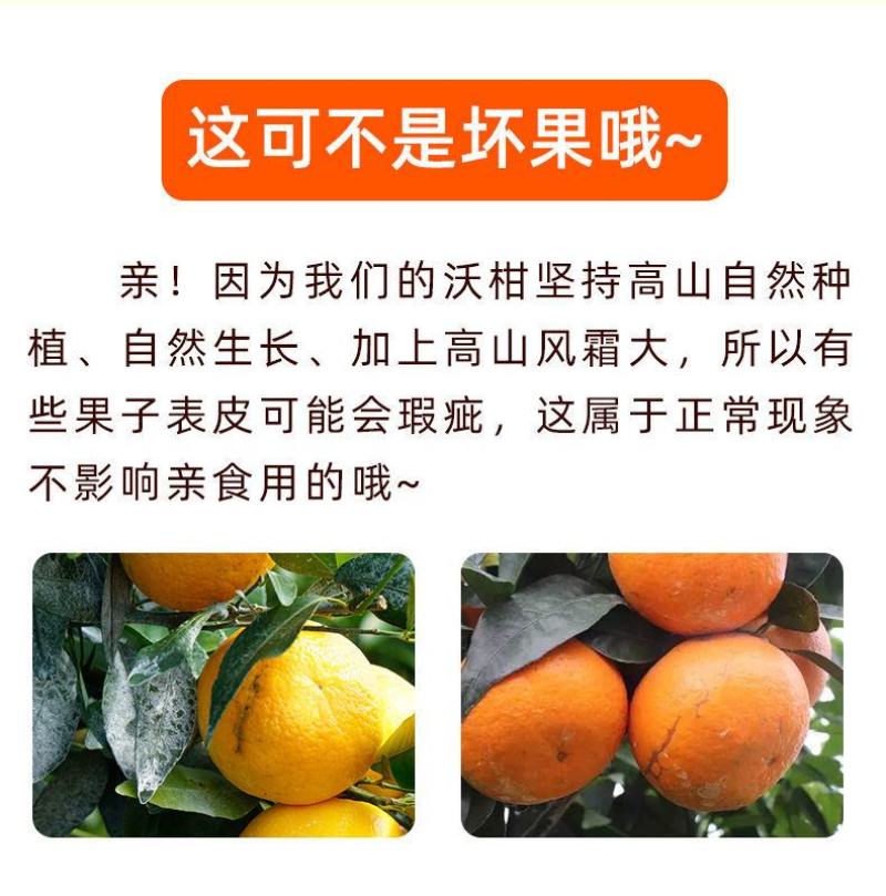正宗广西武鸣沃柑产地直销【承接电商微商社区团购一件代发】