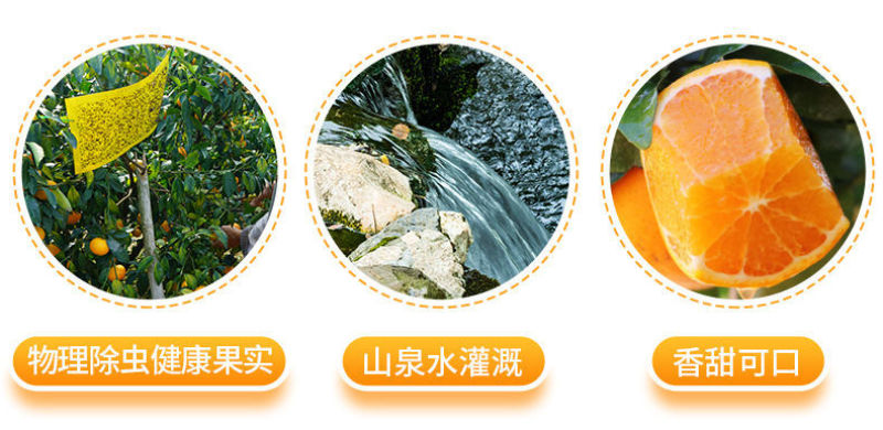 正宗广西武鸣沃柑产地直销【承接电商微商社区团购一件代发】