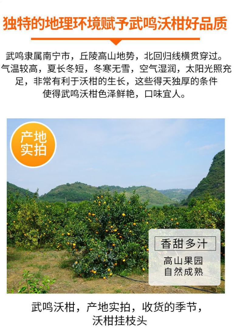 正宗广西武鸣沃柑产地直销【承接电商微商社区团购一件代发】