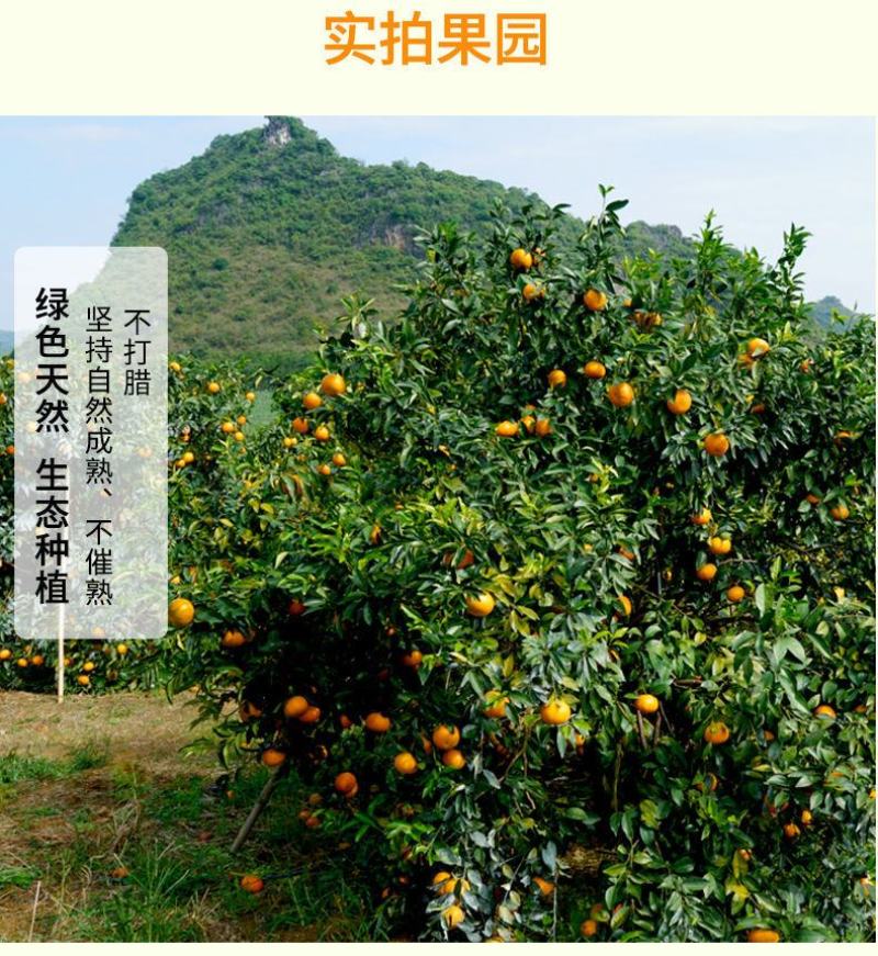 正宗广西武鸣沃柑产地直销【承接电商微商社区团购一件代发】