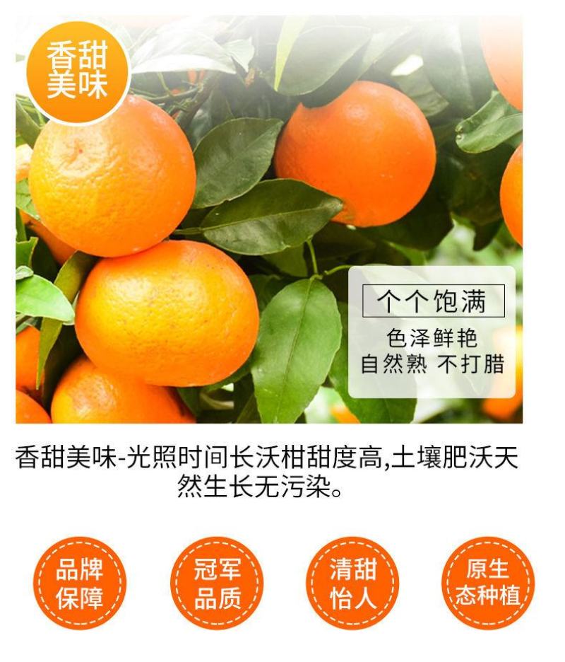正宗广西武鸣沃柑产地直销【承接电商微商社区团购一件代发】