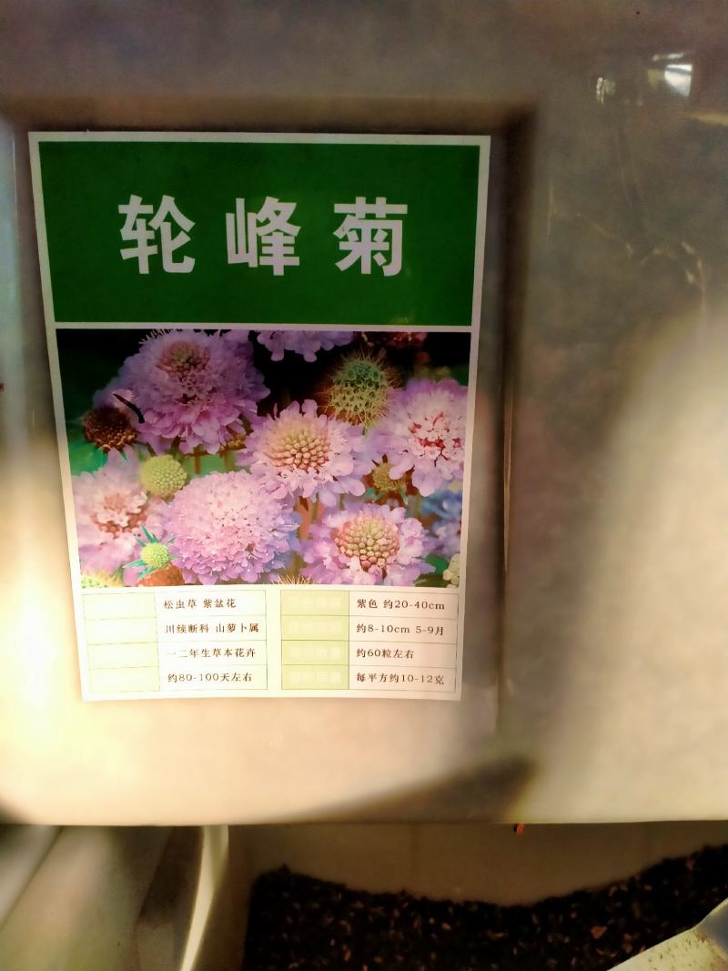 轮锋菊种子观花种籽国产散装四季多年生庭院观叶种孑
