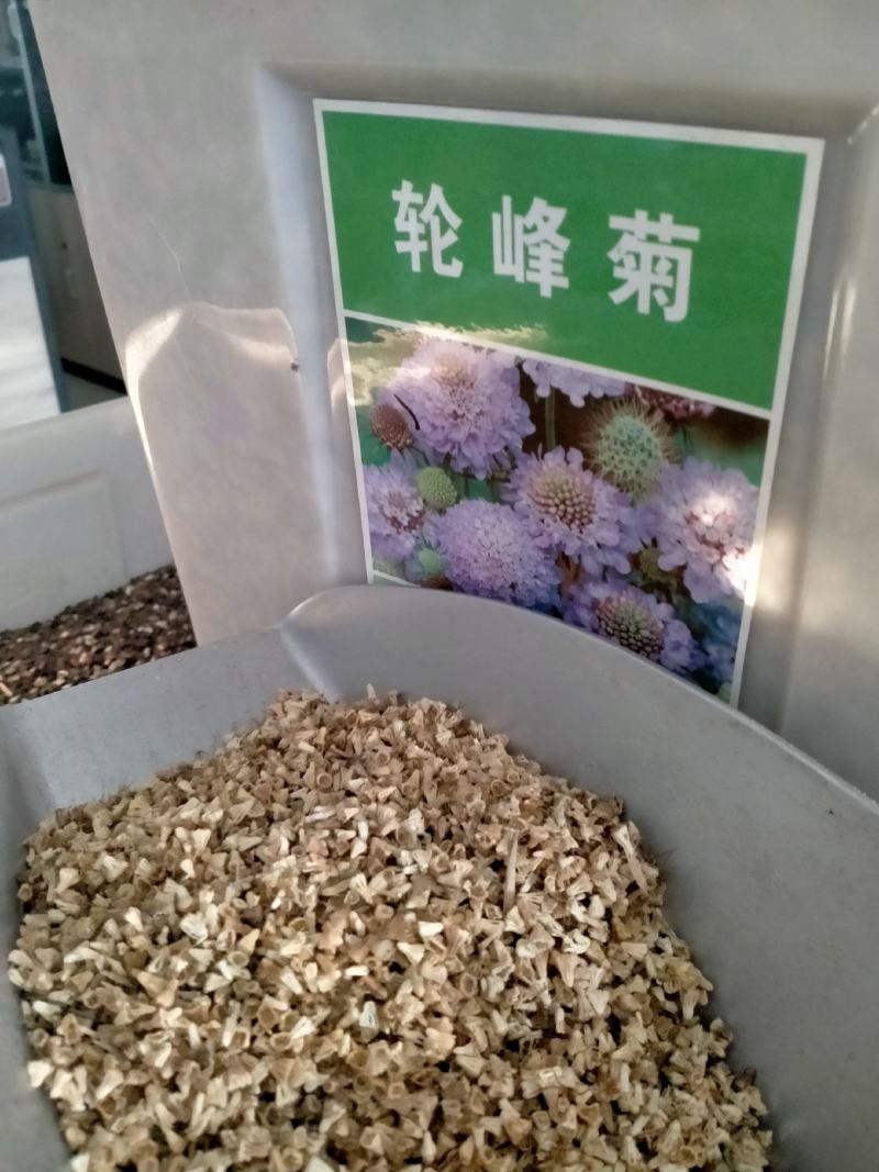 轮锋菊种子观花种籽国产散装四季多年生庭院观叶种孑