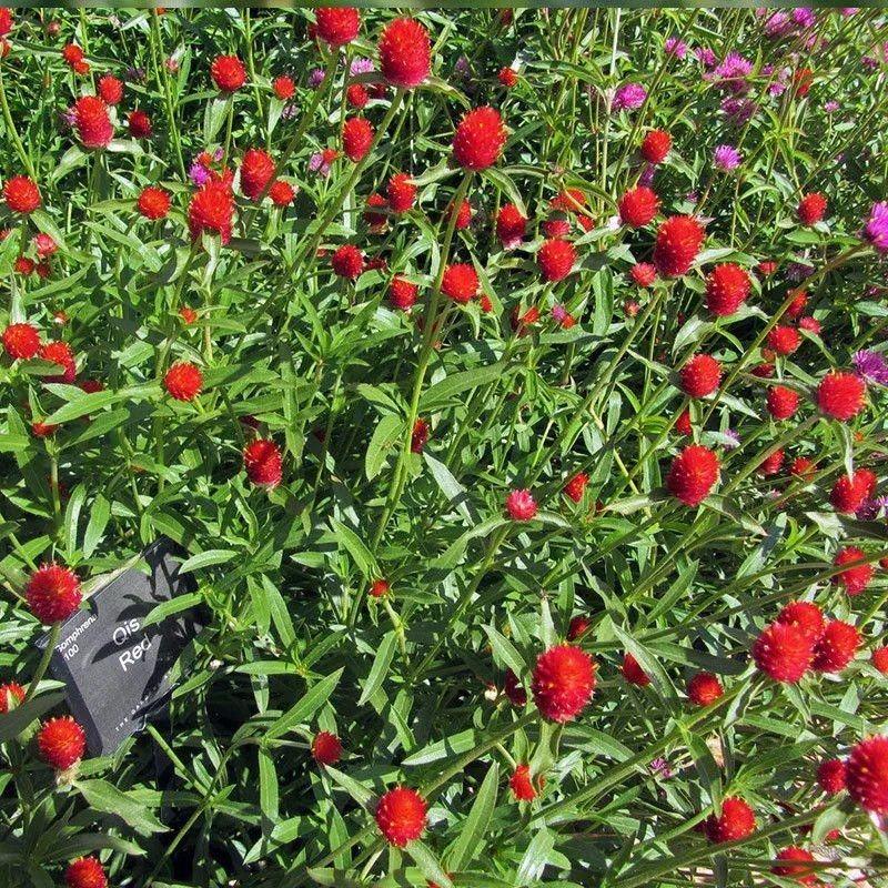 千日红种子，千日紫百日红火球庭院四季花卉种子盆栽室外易活