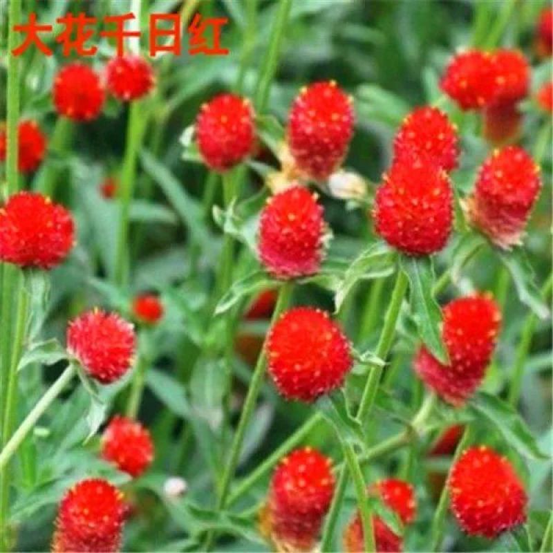 千日红种子，千日紫百日红火球庭院四季花卉种子盆栽室外易活