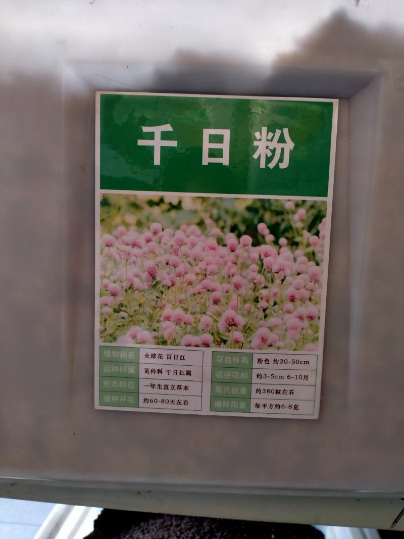 千日红种子，千日紫百日红火球庭院四季花卉种子盆栽室外易活