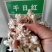 千日红种子，千日紫百日红火球庭院四季花卉种子盆栽室外易活