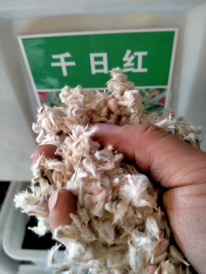 千日红种子，千日紫百日红火球庭院四季花卉种子盆栽室外易活