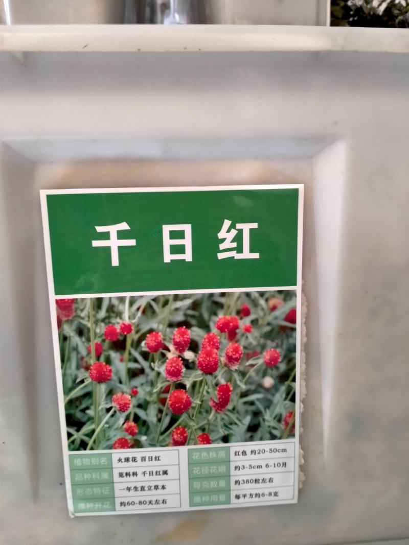 千日红种子，千日紫百日红火球庭院四季花卉种子盆栽室外易活