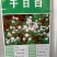 千日红种子，千日紫百日红火球庭院四季花卉种子盆栽室外易活