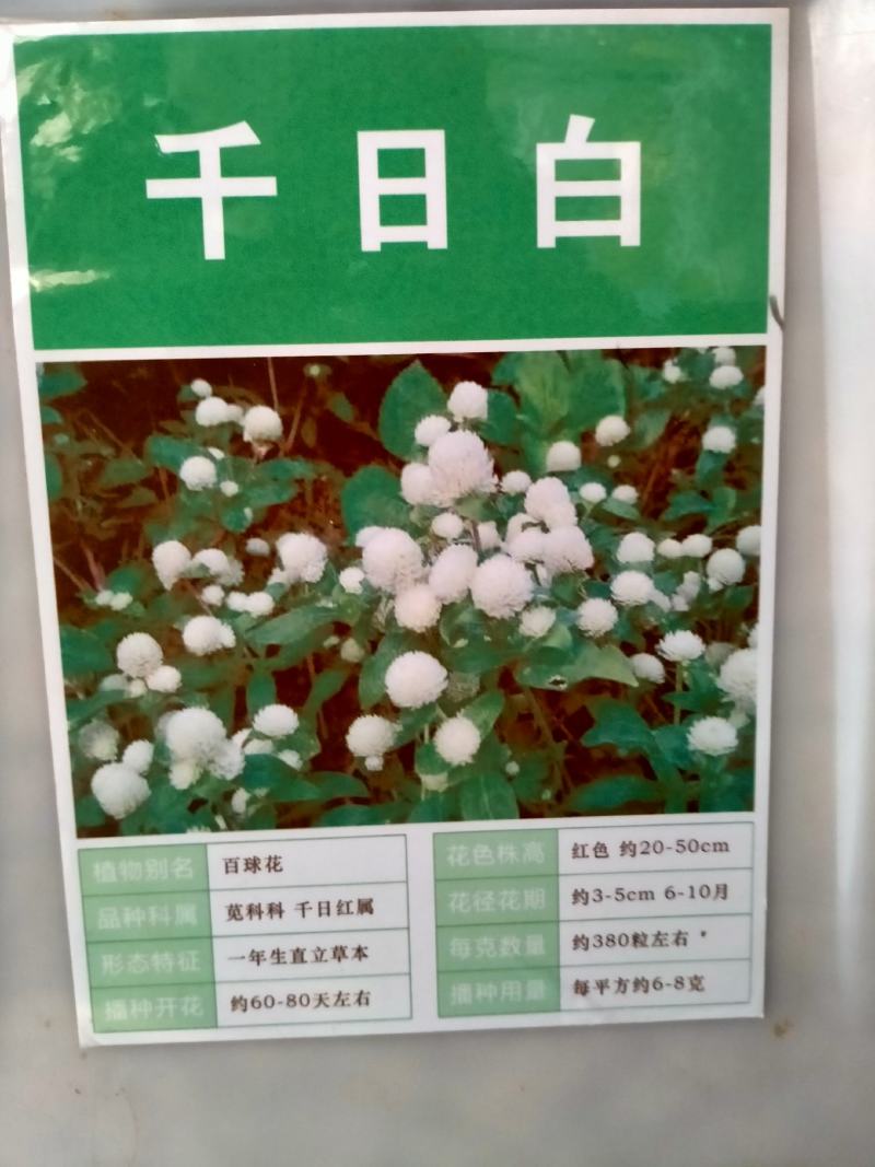 千日红种子，千日紫百日红火球庭院四季花卉种子盆栽室外易活