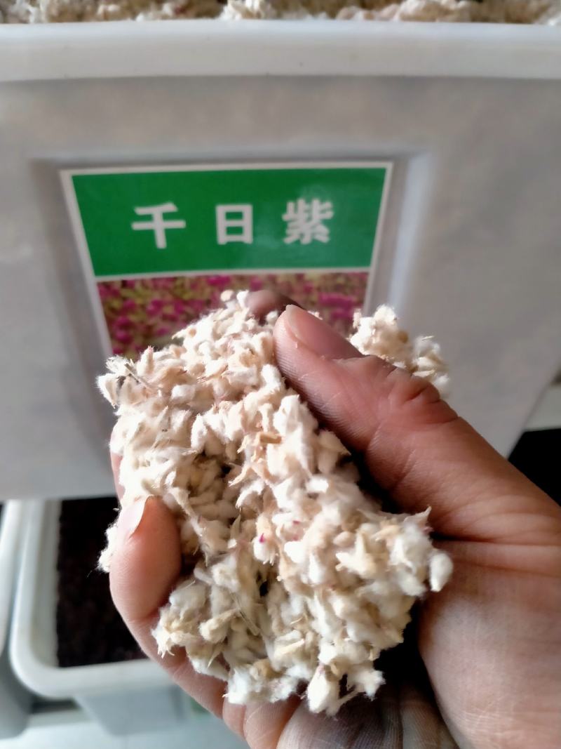 千日红种子，千日紫百日红火球庭院四季花卉种子盆栽室外易活