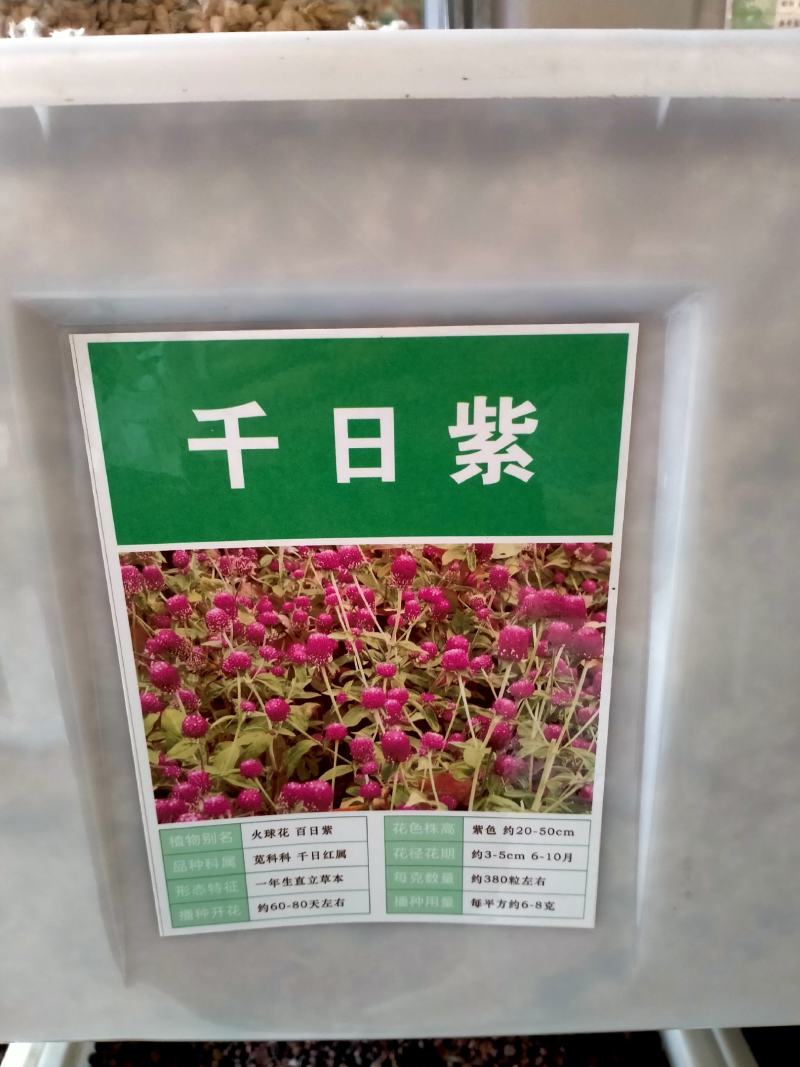 千日红种子，千日紫百日红火球庭院四季花卉种子盆栽室外易活