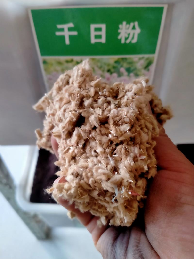 千日红种子，千日紫百日红火球庭院四季花卉种子盆栽室外易活