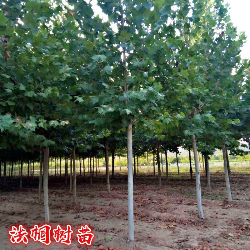 法桐树苗2/3/4/5/6/8公分价格法国梧桐绿化树苗