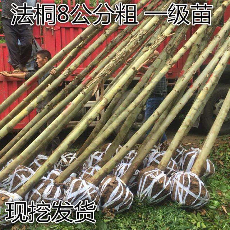 法桐树苗2/3/4/5/6/8公分价格法国梧桐绿化树苗