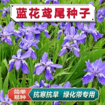 蓝花鸢尾种子，多年生鸢尾黄菖蒲花种子易种活花