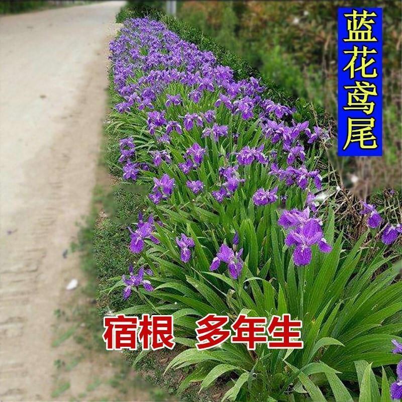 蓝花鸢尾种子，多年生鸢尾黄菖蒲花种子易种活花