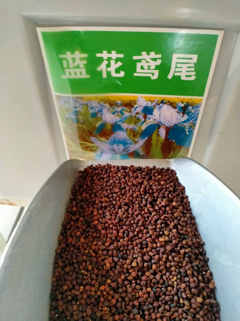 蓝花鸢尾种子，多年生鸢尾黄菖蒲花种子易种活花