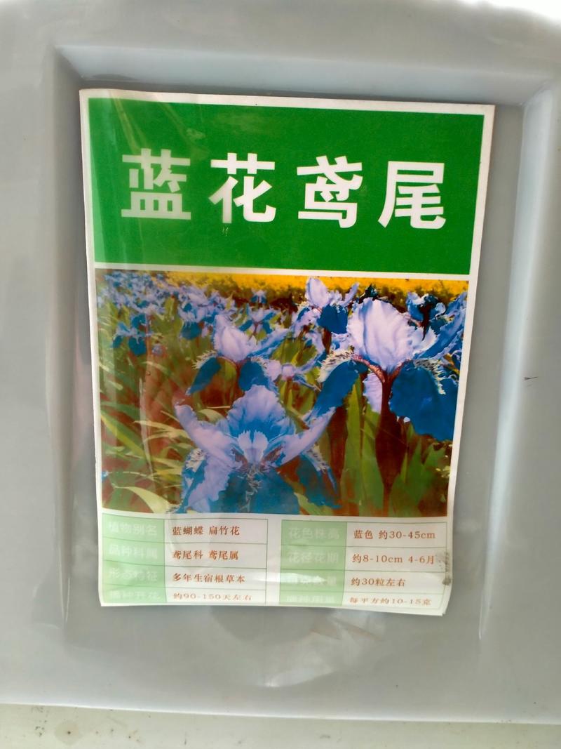 蓝花鸢尾种子，多年生鸢尾黄菖蒲花种子易种活花