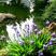 蓝花鸢尾种子，多年生鸢尾黄菖蒲花种子易种活花