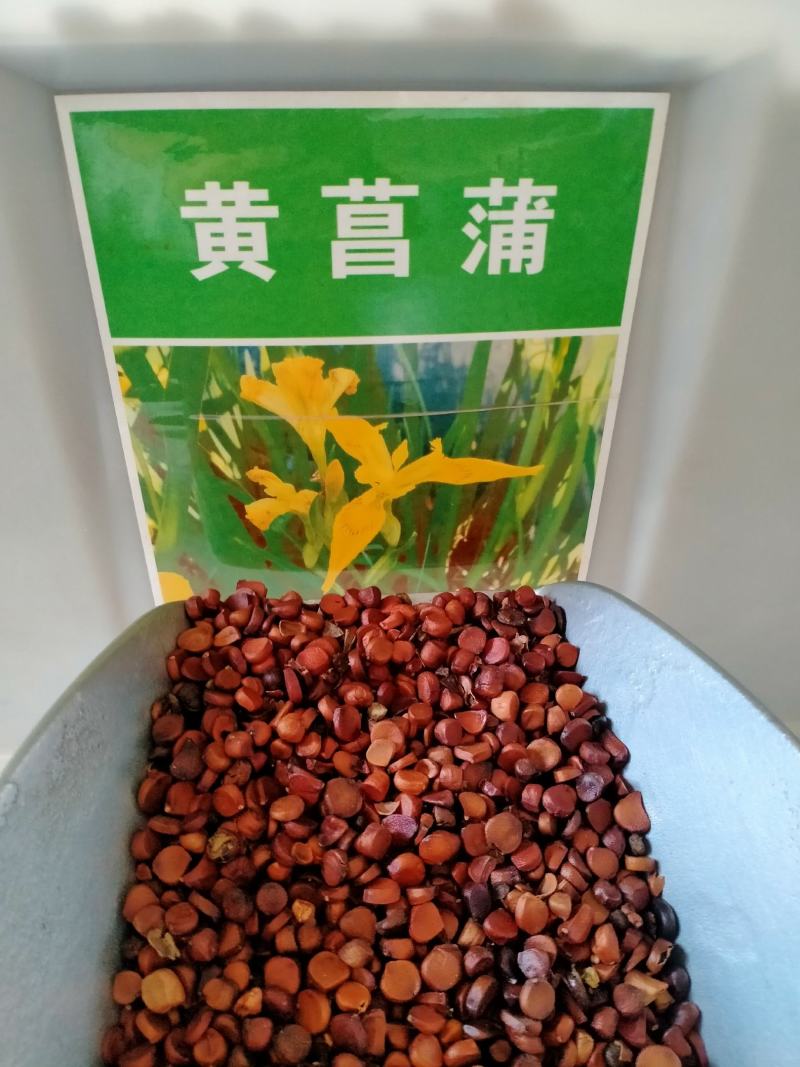 蓝花鸢尾种子，多年生鸢尾黄菖蒲花种子易种活花