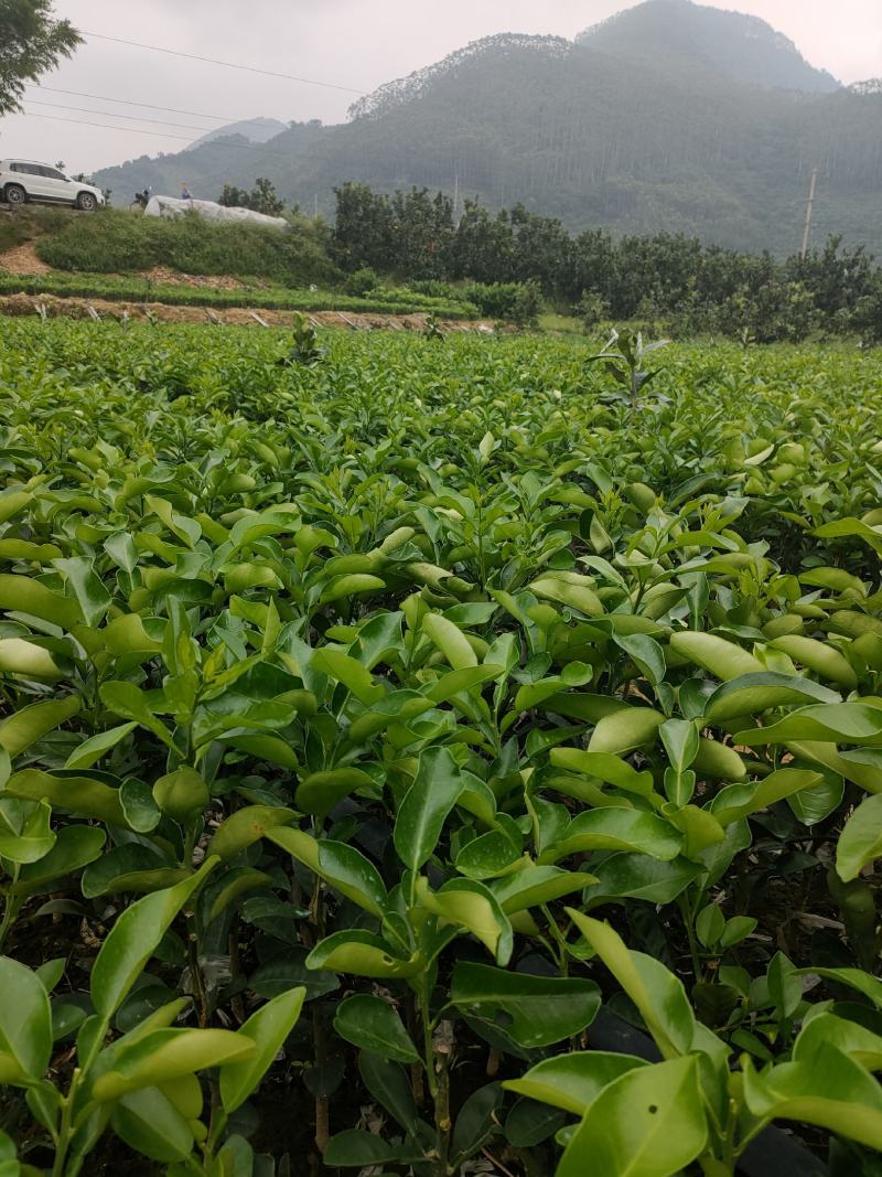 三红蜜柚苗红皮红肉柚子苗平和琯溪蜜柚苗