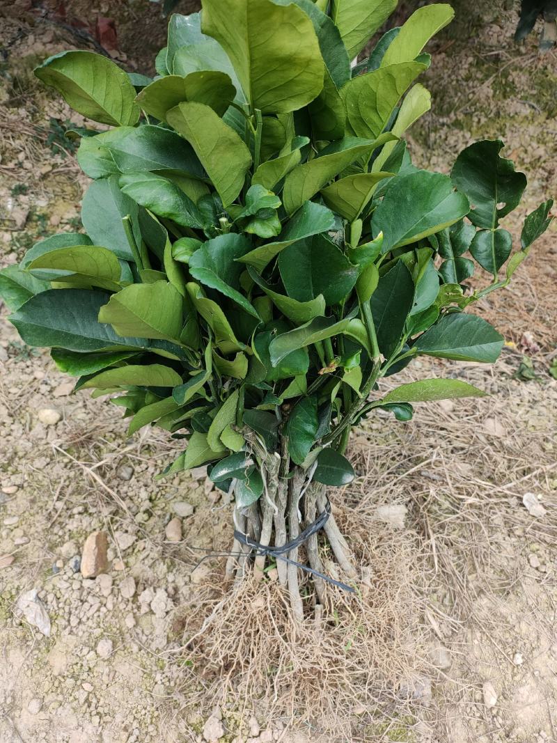 三红蜜柚苗红皮红肉柚子苗平和琯溪蜜柚苗