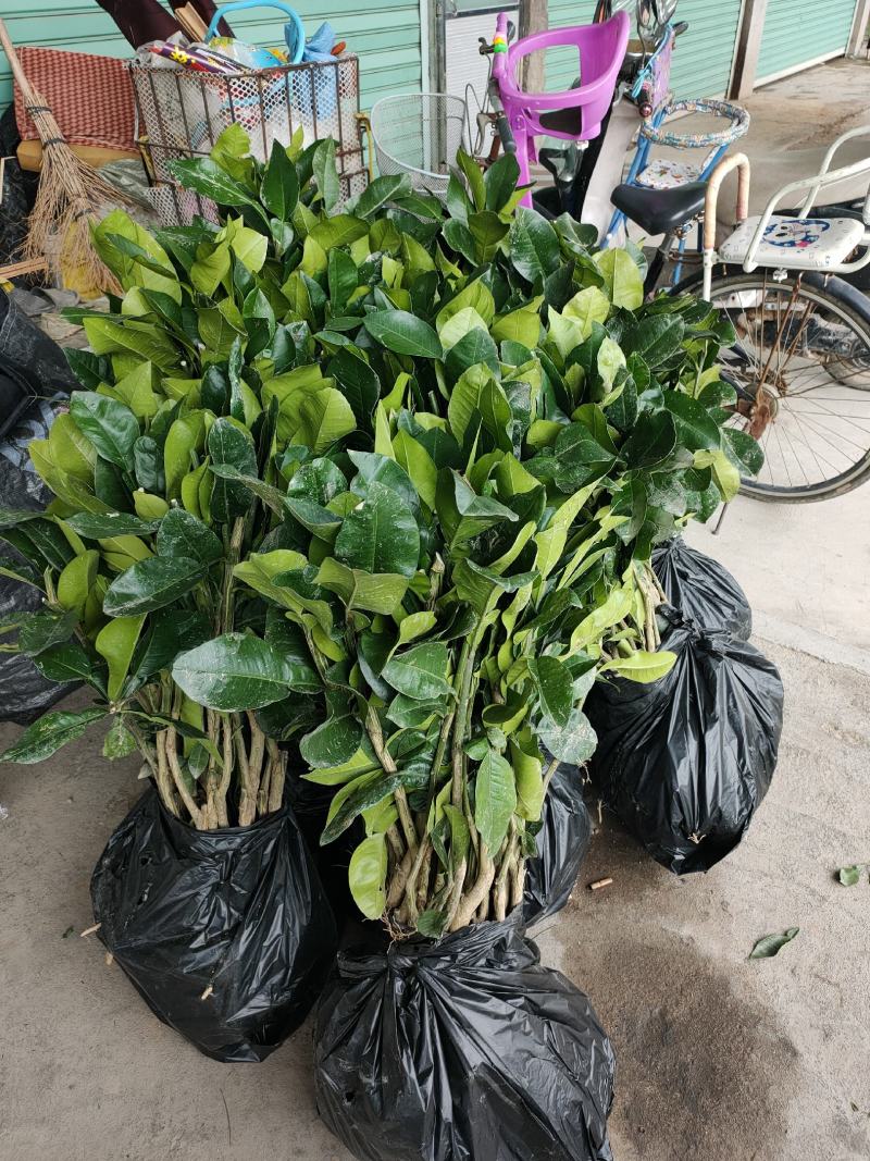 三红蜜柚苗红皮红肉柚子苗平和琯溪蜜柚苗
