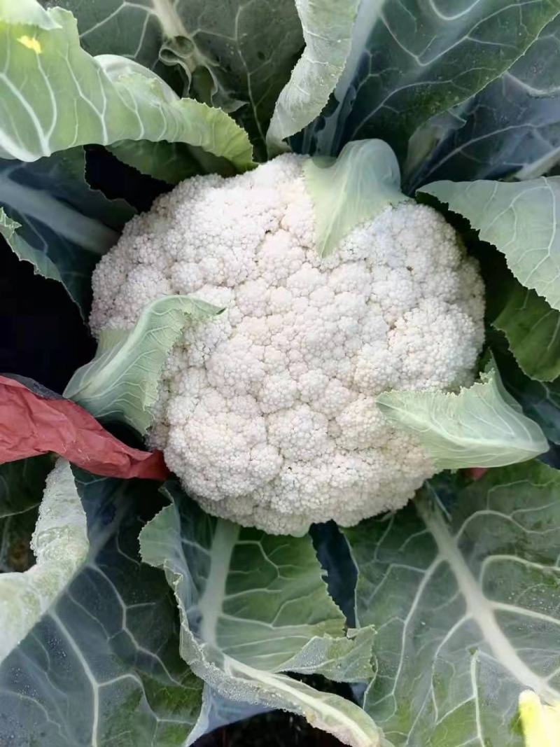 云南高原有机花菜