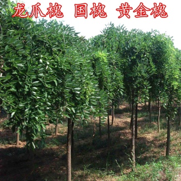 垂槐龙爪槐4/5/6/8/10公分价格庭院别墅绿化景观